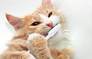 Why Dental Health Is Key to Your Pet’s Health