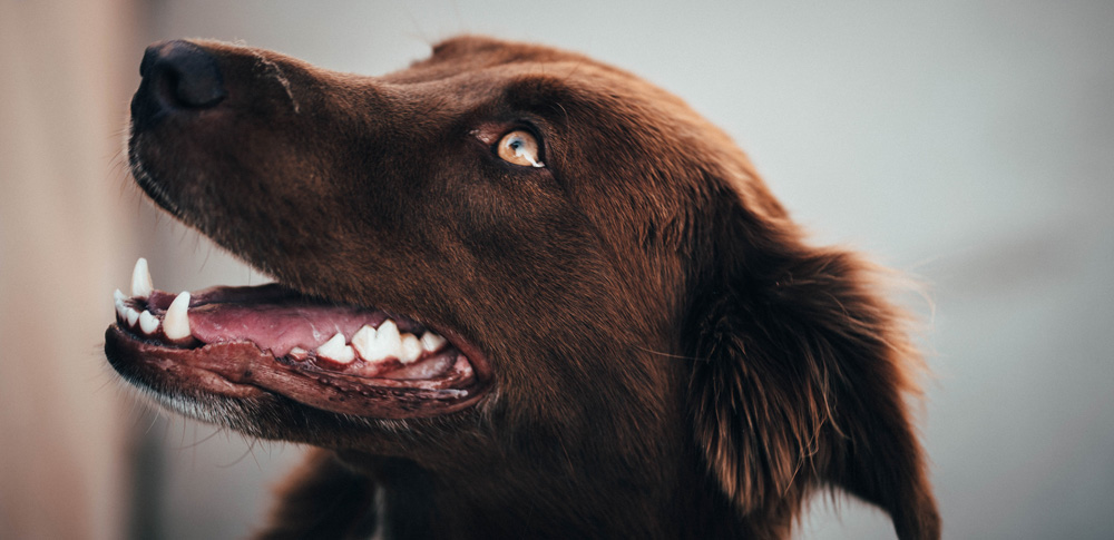 Why Dental Health Is Key to Your Pet’s Health
