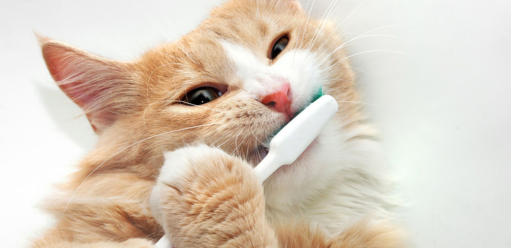 Why Dental Health Is Key to Your Pet’s Health