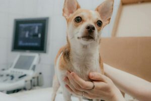 The importance of regular pet health checks