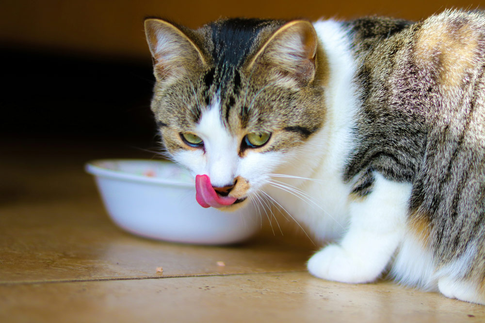 What are the nutritional needs of an indoor cat | Ocean Vets