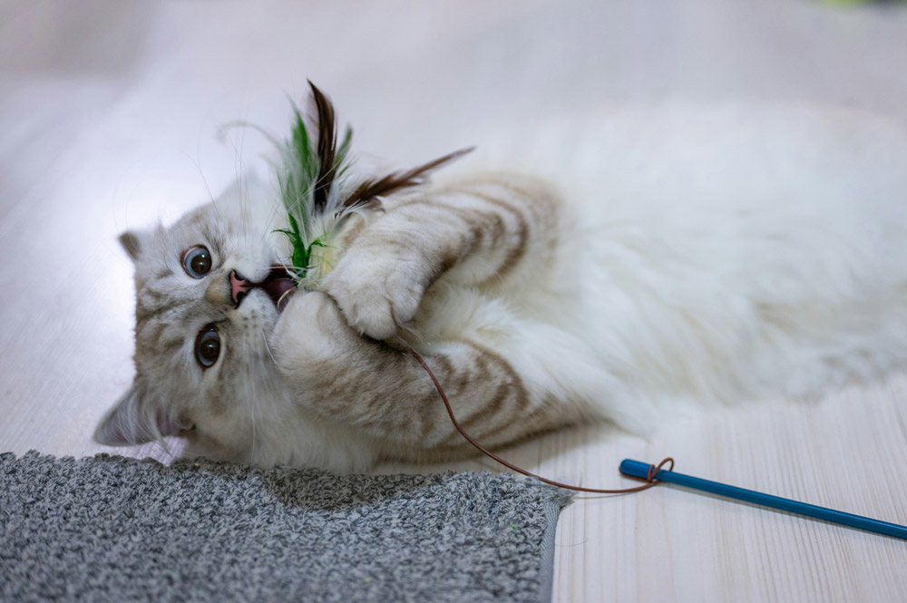 What are the nutritional needs of an indoor cat | Ocean Vets