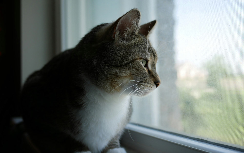 What are the nutritional needs of an indoor cat | Ocean Vets