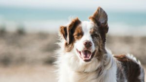 Is it worth getting a pet health plan | Ocean Vets