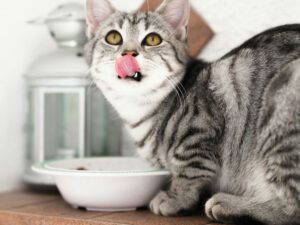 What should cats eat daily | Ocean vets