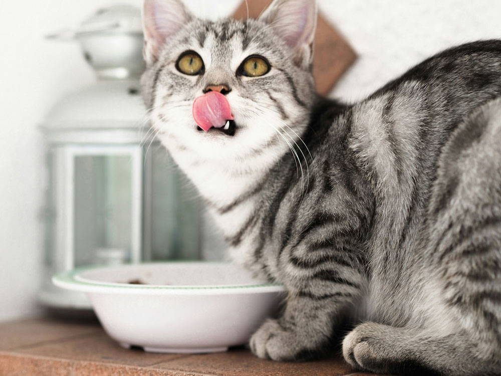 What should cats eat daily | Ocean vets