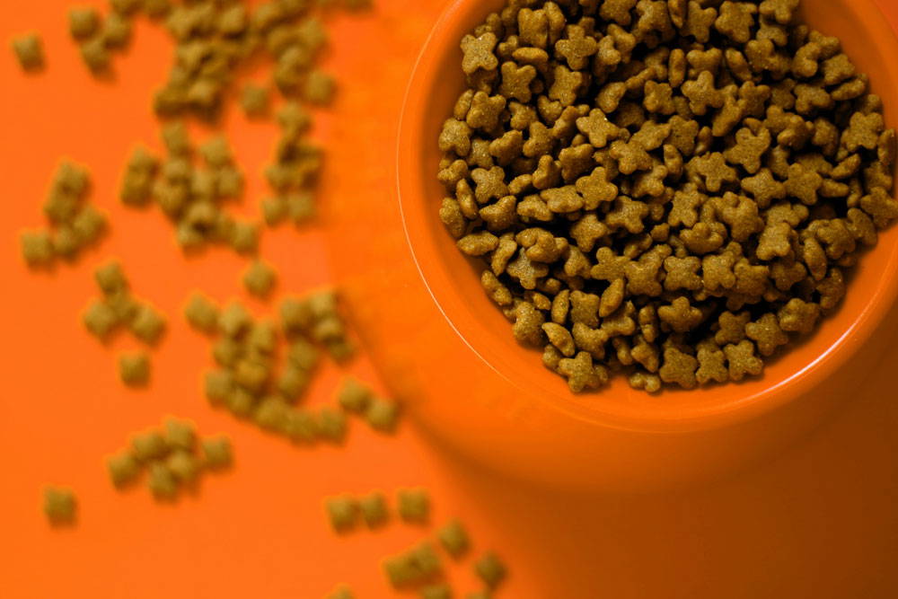 What should cats eat daily | Ocean vets