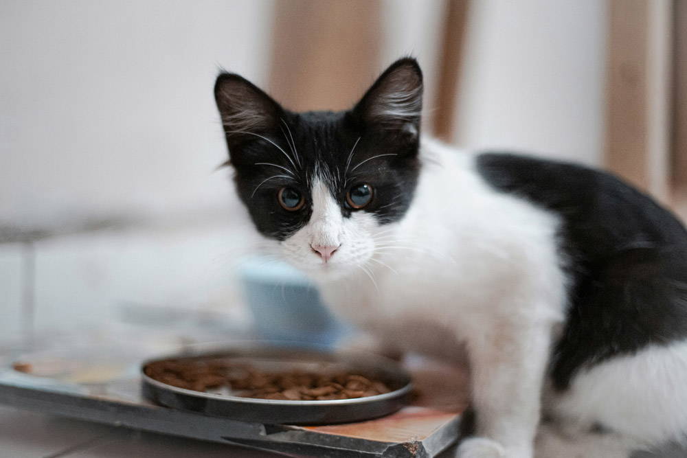 What should cats eat daily | Ocean vets