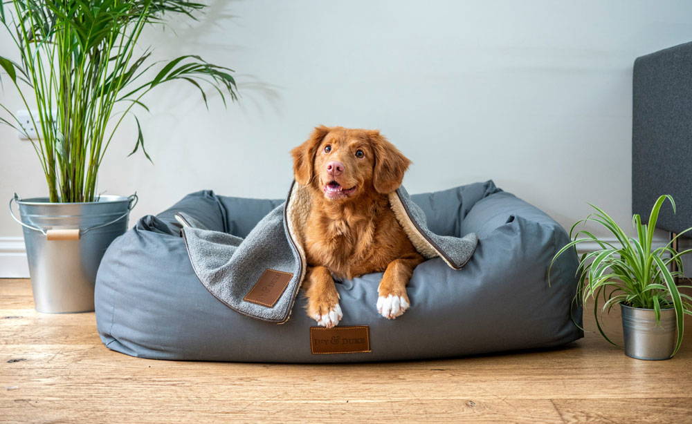 Christmas gift ideas for your pet | Ocean Vets