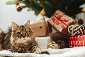 Christmas gift ideas for your pet | Ocean Vets