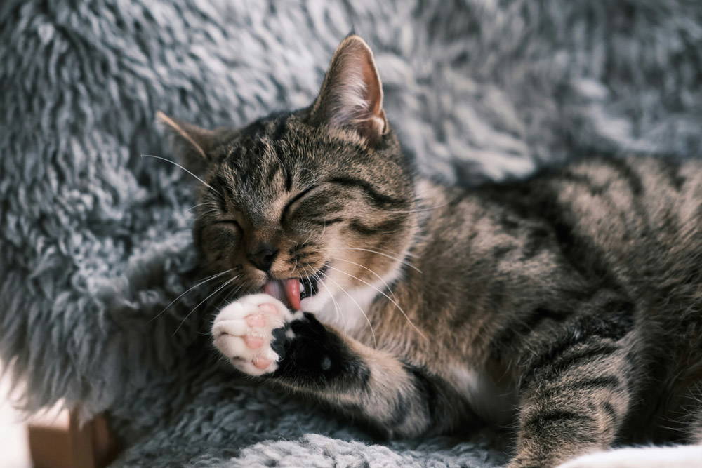 Back to school - leaving pets alone | Ocean Vets