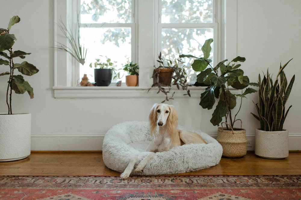 Back to school - leaving pets alone | Ocean Vets