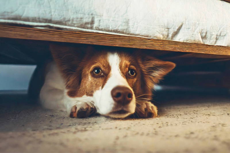 Small dog hiding under sofa from fireworks during bonfire night